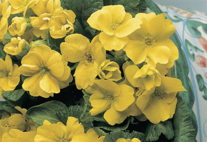 无人,横图,室外,特写,白天,叶子,图像,花瓣,黄色,自然,概念,摄影,生长,雄蕊,主题,构图,黄花九轮草,彩图,时空,报春花科