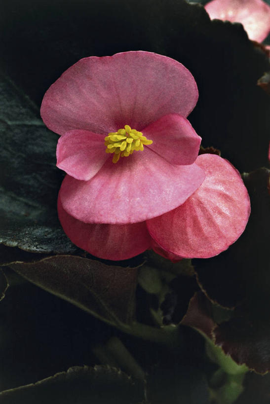 无人,竖图,室内,特写,植物,叶子,图像,花瓣,粉色,自然,概念,生物,摄影,生长,秋海棠,脆弱,雄蕊,清新,主题,构图,彩图,四季海棠,时空