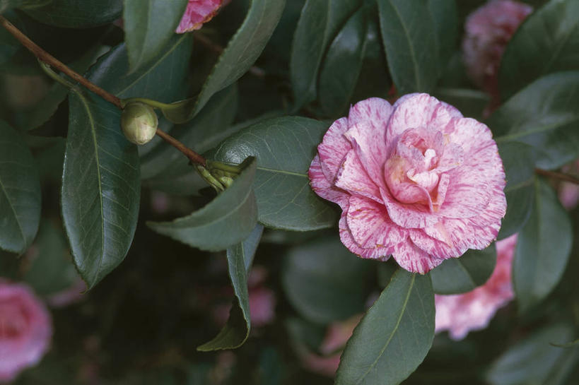 无人,横图,室外,特写,白天,美景,植物,山茶花,叶子,景观,图像,花瓣,粉色,自然,概念,生物,景色,摄影,生长,脆弱,清新,自然风光,主题,玉茗花,耐冬,海石榴,构图,茶花,彩图,时空