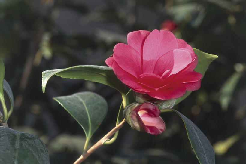 无人,横图,室外,特写,白天,美景,植物,山茶花,叶子,景观,图像,花瓣,粉色,自然,概念,生物,景色,摄影,生长,脆弱,自然风光,主题,玉茗花,耐冬,海石榴,构图,茶花,彩图,时空