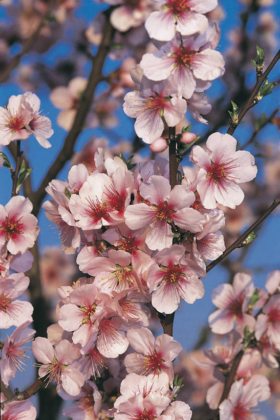 无人,竖图,室外,特写,白天,美景,植物,桃花,水果,景观,果树,枝,图像,花,花瓣,花朵,树,桃树,粉色,天空,自然,概念,桃,生物,景色,摄影,生长,脆弱,雄蕊,自然风光,主题,自然现象,构图,彩图,时空
