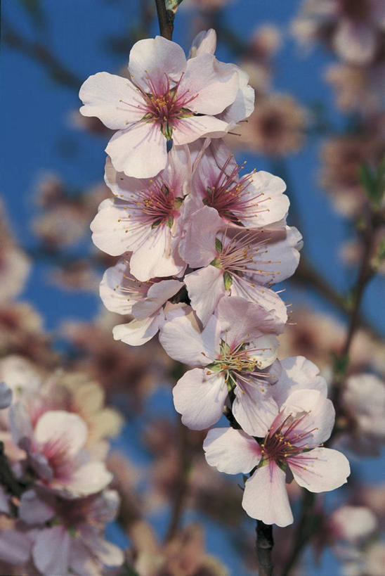 无人,竖图,室外,特写,白天,美景,植物,桃花,水果,景观,果树,枝,图像,花,花瓣,花朵,树,桃树,粉色,天空,自然,概念,桃,生物,景色,摄影,生长,脆弱,雄蕊,自然风光,主题,自然现象,构图,彩图,时空