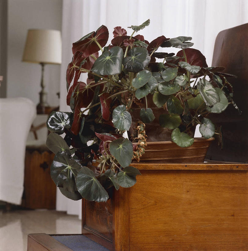 无人,方图,室内,特写,白天,植物,叶子,装饰,图像,灯,自然,灯罩,装饰物,概念,摄影,电灯,生长,主题,构图,彩图,时空