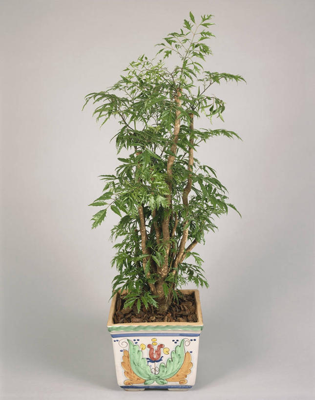 无人,竖图,室内,特写,白色背景,植物,叶子,图像,白色,自然,概念,生物,摄影,生长,主题,构图,五加科,彩图,影棚拍摄,时空