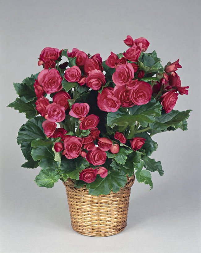 无人,竖图,室内,特写,植物,叶子,篮子,图像,花瓣,容器,概念,摄影,生长,秋海棠,脆弱,构图,球根海棠,彩图,影棚拍摄,时空