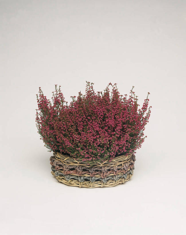 无人,竖图,室内,特写,白色背景,植物,篮子,图像,花,白色,容器,概念,摄影,生长,脆弱,石南花,构图,彩图,影棚拍摄,时空