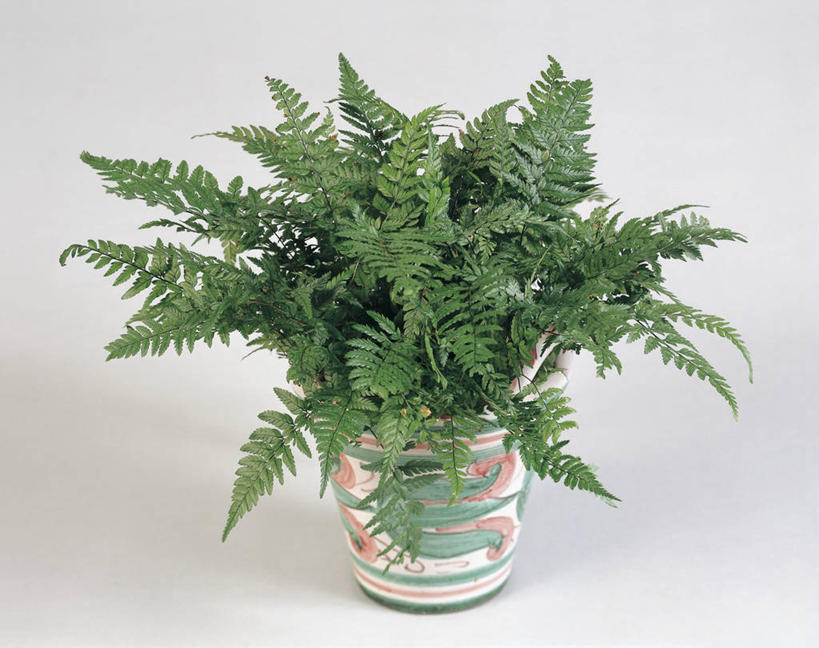 无人,横图,室内,特写,白色背景,植物,叶子,图像,绿色,白色,自然,概念,摄影,生长,成长,蕨类,蕨类植物,构图,式样,鳞毛蕨,彩图,影棚拍摄,时空