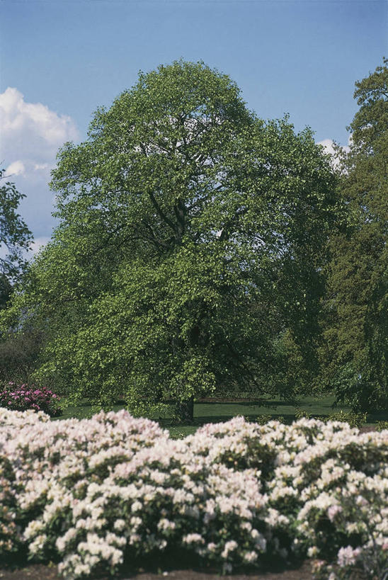 无人,竖图,室外,特写,白天,植物,郁金香,图像,树,天空,自然,概念,摄影,生长,脆弱,清新,主题,自然现象,辛夷,落叶树,木兰花,构图,郁金香树,木兰,彩图,时空,百合科