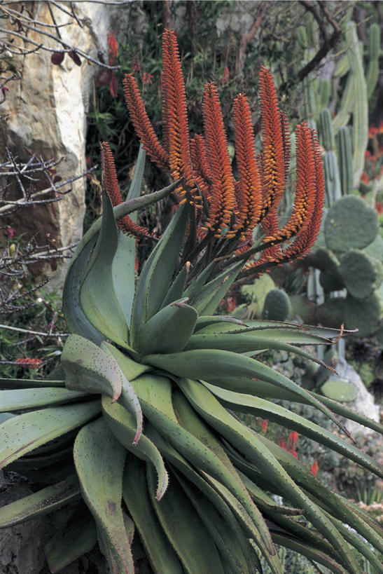 无人,竖图,室外,特写,白天,芦荟,枝,图像,自然,概念,摄影,生长,脆弱,清新,主题,罗帷草,讷会,奴会,象鼻莲,象胆,构图,彩图,时空,油葱