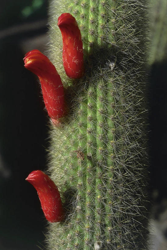 无人,竖图,室外,特写,仙人掌,图像,红色,自然,概念,摄影,生长,主题,构图,彩图,肉质植物,时空
