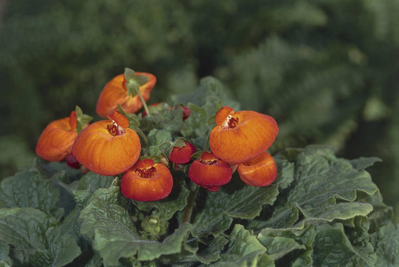 无人,横图,室外,特写,白天,叶子,图像,自然,概念,摄影,生长,脆弱,毛地黄,清新,主题,构图,彩图,时空