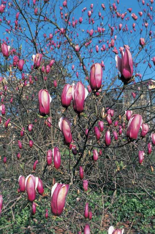 无人,竖图,室外,特写,白天,美景,植物,玉兰花,叶子,景观,枝,图像,花,花瓣,花朵,树,粉色,天空,自然,概念,景色,摄影,生长,自然风光,主题,辛夷,万里无云,木兰花,构图,玉兰,应春花,木兰,白玉兰,玉树,彩图,时空,望春,玉堂春