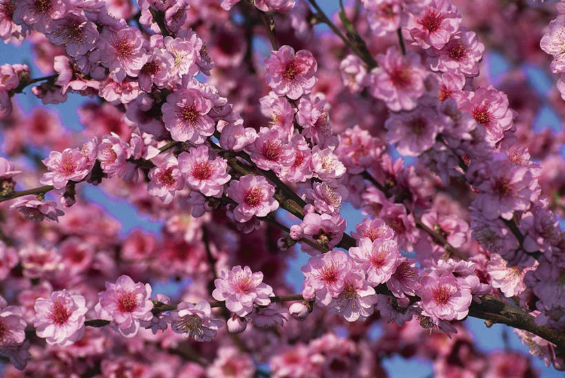 无人,横图,室外,特写,白天,美景,植物,水果,景观,果树,枝,图像,花,花瓣,花朵,树,桃树,粉色,自然,春天,概念,桃,景色,季节,摄影,生长,脆弱,自然风光,主题,构图,彩图,时空