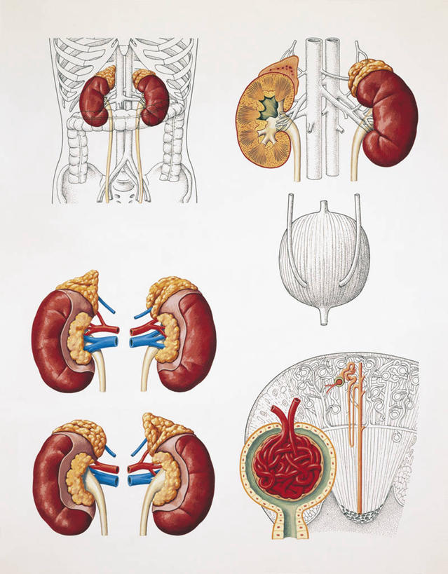 卵巢,无人,竖图,插画,室内,特写,白色背景,数码,科技,阴影,科学,网络,图表,高光,几何,计算机图形,合成,图画,画,人体,电脑合成图,数码合成图,生物学,合成图,横截面,漫画,生理学,写实,具体,具象,肾上腺,荷尔蒙,内分泌系统,人体结构,彩图,影棚拍摄