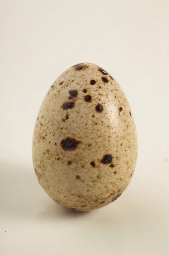 无人,竖图,室内,特写,白色背景,蛋,褐色,鹌鹑蛋,饮食,一个,摄影,生活方式,单个,健康食物,卵,彩图,影棚拍摄