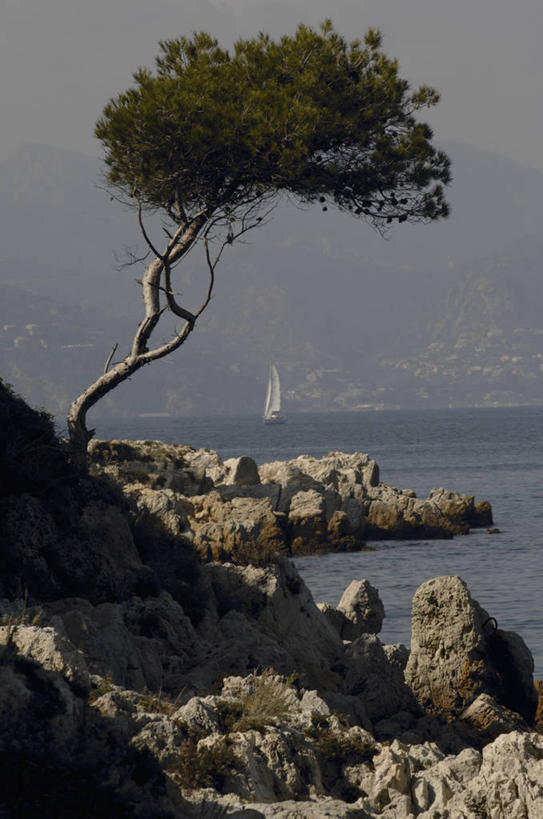 无人,竖图,室外,白天,海洋,船,法国,欧洲,阴影,树,天空,运输,摄影,普罗旺斯,岩层,地中海文化,岩石,彩图,旅行,海岸松