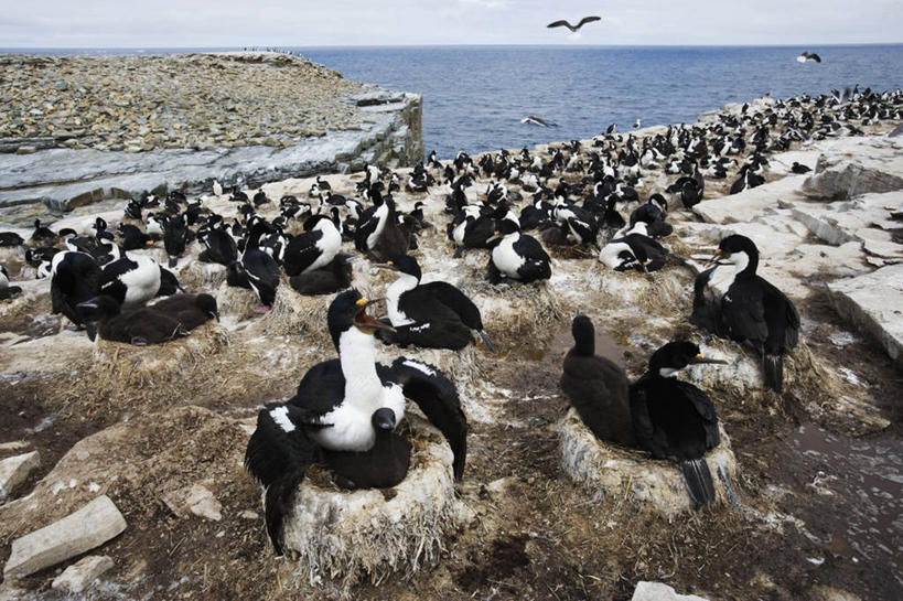 无人,横图,室外,海洋,海鸟,野生动物,一群,许多,鸬鹚,鸟类,水平线,很多,飞,摄影,岩层,福克兰群岛,海狮岛,岩石,彩图