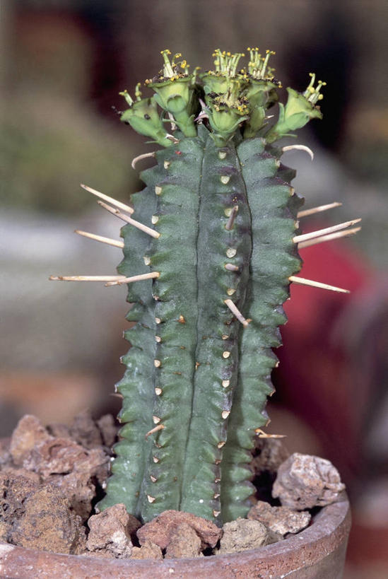 无人,竖图,室外,特写,白天,植物,仙人掌,摄影,生长,荆棘,彩图,肉质植物