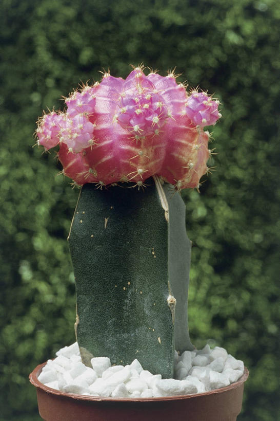 无人,竖图,室外,特写,白天,植物,仙人掌,鹅卵石,摄影,生长,荆棘,彩图,肉质植物