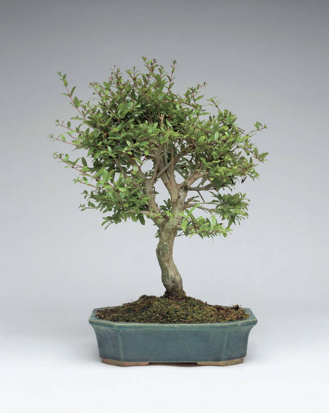 无人,竖图,室内,特写,植物,石榴,叶子,盆景,一个,摄影,生长,单个,脆弱,比例,彩图,影棚拍摄