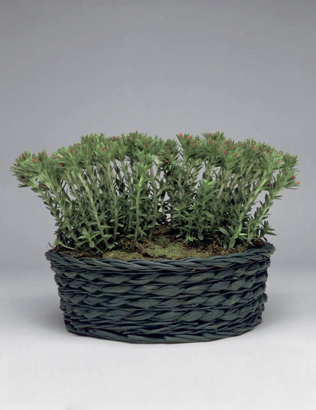 无人,竖图,室内,特写,植物,叶子,篮子,草药,药草,中药,一个,摄影,生长,单个,脆弱,景天,药材,中草药,中药材,本草,八宝,彩图,影棚拍摄,肉质植物,包菜还阳,活血三七