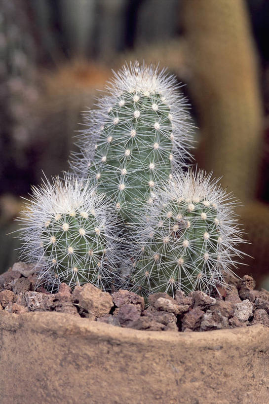 无人,竖图,室外,特写,白天,植物,仙人掌,摄影,生长,荆棘,岩石,彩图,肉质植物