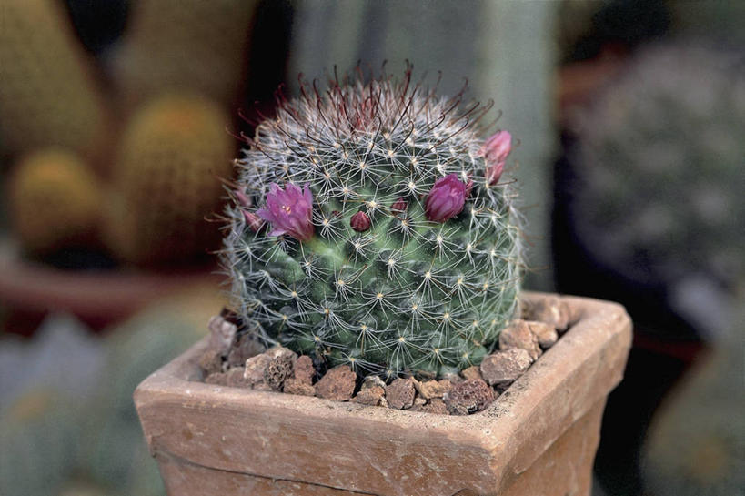 无人,横图,室外,特写,白天,植物,仙人掌,鹅卵石,摄影,生长,荆棘,彩图,肉质植物