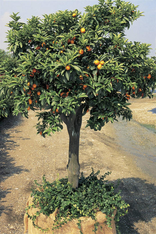 无人,竖图,室外,白天,旅游,度假,美景,植物,水果,叶子,阴影,景观,娱乐,饮食,树,天空,自然,享受,休闲,金橘,景色,放松,摄影,生长,芸香科,自然风光,健康食物,彩图