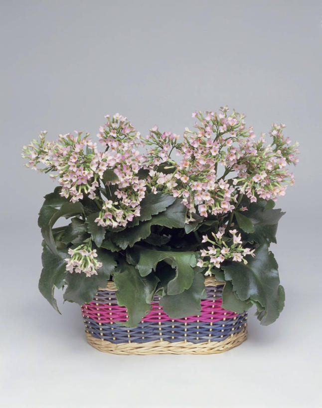 无人,竖图,室内,特写,植物,叶子,篮子,一个,绿色,自然,摄影,生长,单个,成长,高凉菜,彩图,影棚拍摄,多浆植物,多肉植物,肉质植物