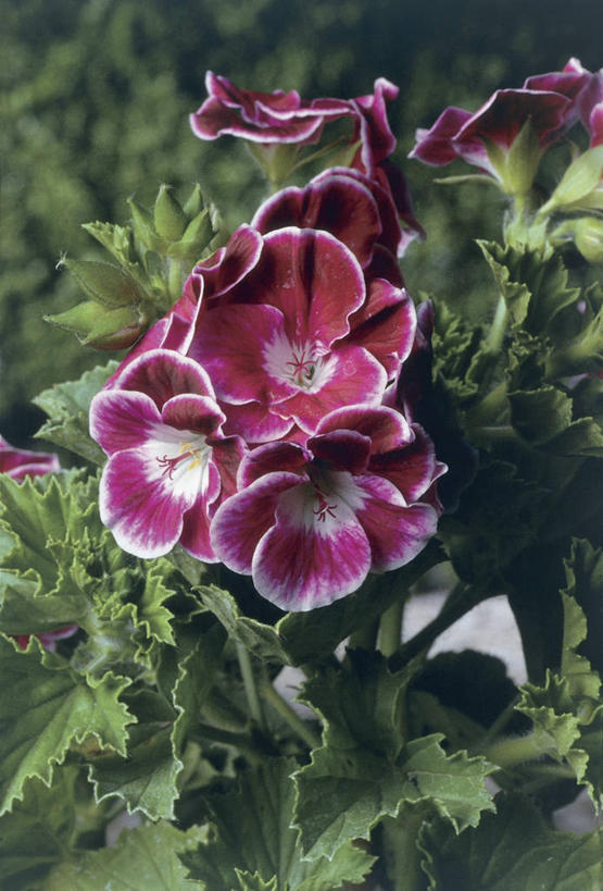 无人,竖图,室外,特写,白天,植物,叶子,紫色,自然,摄影,生长,天竺葵,彩图