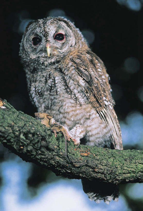 无人,竖图,室外,特写,白天,猫头鹰,鸟,野生动物,鸟类,枝,动物,摄影,栖息,凶猛,灰林鸮,怪鸱,鸺鸱,残暴,凶残,鸮,枭,彩图,林鸮,鸱鸮,鸮角鸱