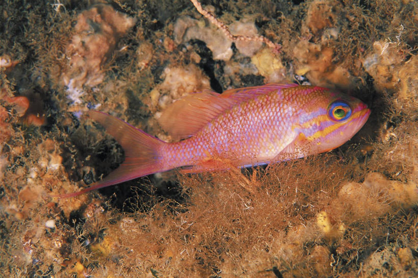 无人,横图,俯视,室外,特写,白天,鱼,沙子,鱼类,粉色,摄影,鲈鱼,死亡,花鲈,鲈板,鲈子鱼,彩图,高角度拍摄