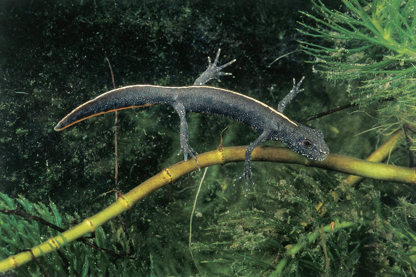 无人,横图,室外,特写,白天,水下,海洋,野生动物,绿色,摄影,火蜥蜴,彩图