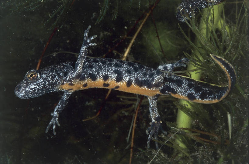 无人,横图,室外,特写,白天,水下,海洋,野生动物,摄影,火蜥蜴,彩图