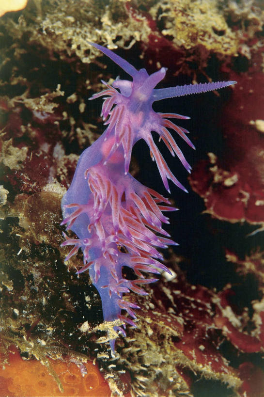 无人,竖图,室外,特写,白天,水下,海洋,野生动物,海蛞蝓,贝类,珊瑚,海洋生物,摄影,软体动物,海兔,水生动物,水生物,海底动物,海兔螺,彩图