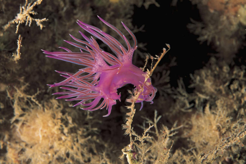 无人,横图,室外,特写,白天,水下,海洋,野生动物,海蛞蝓,贝类,海洋生物,动物,摄影,软体动物,海兔,水生动物,水生物,海底动物,海兔螺,彩图