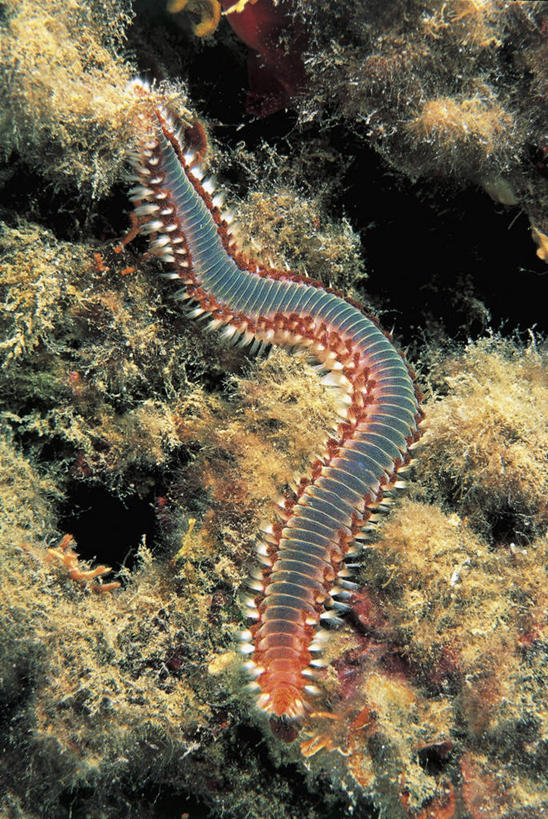 无人,竖图,室外,特写,白天,水下,海洋,野生动物,摄影,彩图,环节动物