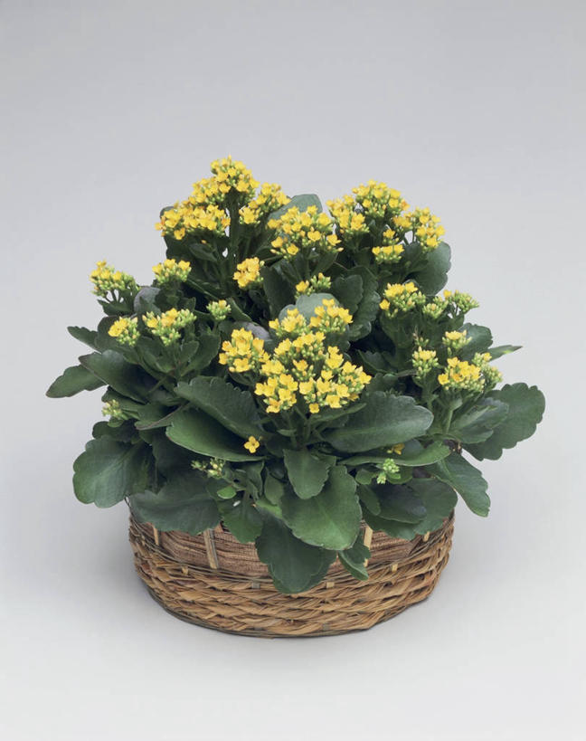 无人,竖图,室内,特写,植物,叶子,篮子,一个,黄色,摄影,生长,单个,彩图,影棚拍摄,肉质植物