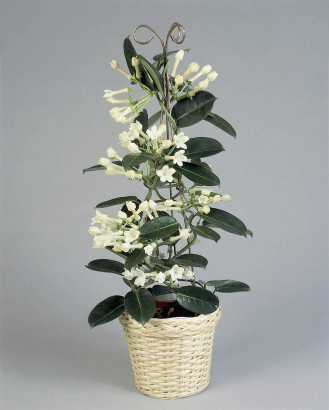 无人,竖图,室内,特写,植物,叶子,篮子,草药,药草,花蕾,中药,茉莉,一个,白色,摄影,生长,单个,脆弱,药材,中草药,中药材,本草,马利筋,彩图,影棚拍摄