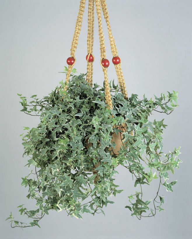 无人,交叉,竖图,室内,特写,植物,竹子,叶子,吊挂,握,悬挂,竹制,编织,篮子,园艺,常春藤,挂,拿,拎,拿着,竹篮,握着,摄影,生长,竹条,交织,竹制品,穿插,五加科,彩图,影棚拍摄,拎着