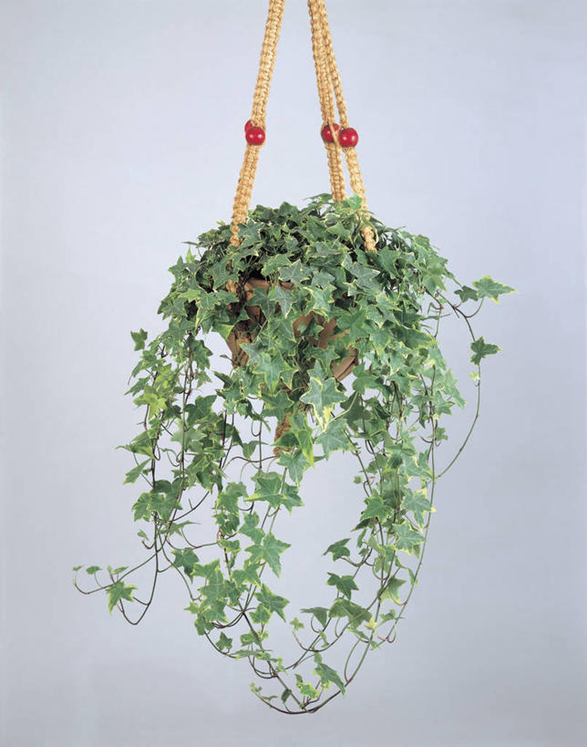 无人,交叉,竖图,室内,特写,植物,竹子,叶子,吊挂,握,悬挂,竹制,编织,篮子,园艺,常春藤,挂,拿,拎,拿着,竹篮,握着,摄影,生长,竹条,交织,竹制品,穿插,五加科,彩图,影棚拍摄,拎着