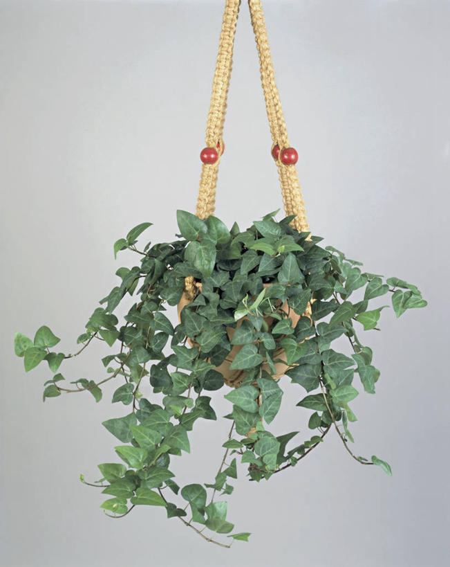 无人,交叉,竖图,室内,特写,植物,竹子,叶子,吊挂,握,悬挂,竹制,编织,篮子,园艺,常春藤,挂,拿,拎,拿着,竹篮,握着,摄影,生长,竹条,交织,竹制品,穿插,五加科,彩图,影棚拍摄,拎着