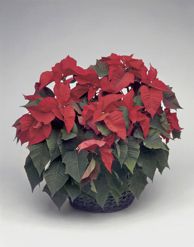 无人,竖图,室内,特写,美景,植物,叶子,景观,花朵,红色,自然,景色,摄影,猩猩木,生长,生物学,自然风光,彩图,影棚拍摄