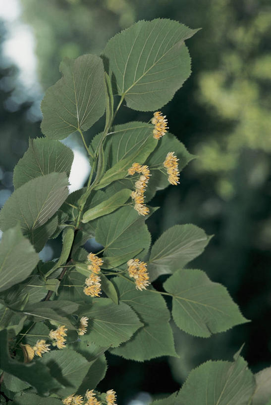 无人,竖图,室外,特写,白天,植物,叶子,茎,花蕾,绿色,摄影,生长,部分,生物学,椴树,彩图,伪菩提树