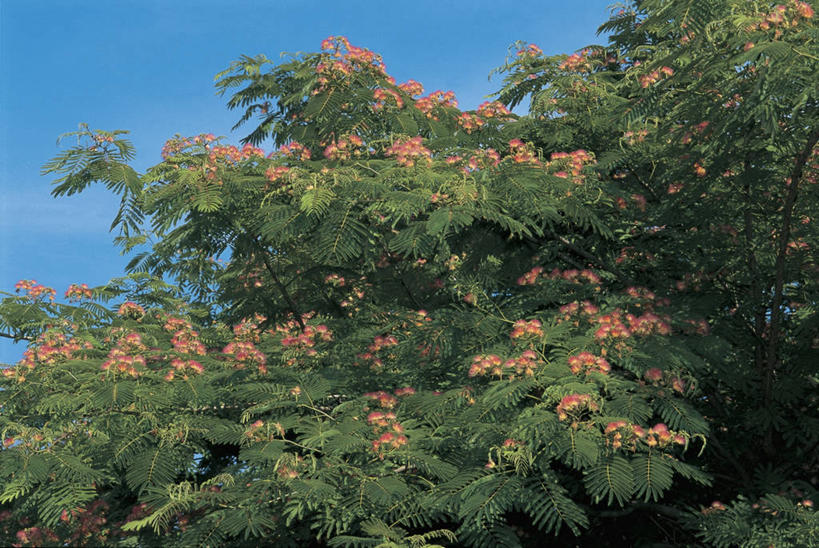 无人,横图,室外,特写,白天,含羞草,叶子,顶部,树,天空,自然,摄影,生长,生物学,豌豆系,彩图