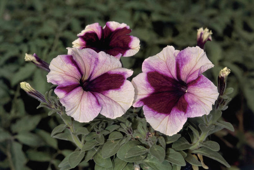 无人,横图,俯视,室外,特写,白天,美景,植物,叶子,景观,花蕾,花朵,自然,景色,摄影,生长,生物学,雄蕊,自然风光,矮牵牛花,彩图,高角度拍摄