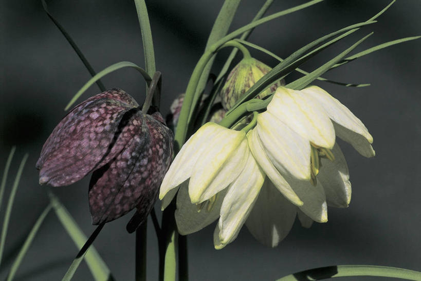 无人,横图,室外,特写,白天,美景,植物,景观,茎,花瓣,花朵,自然,景色,摄影,生长,生物学,自然风光,花格贝母,彩图,百合科