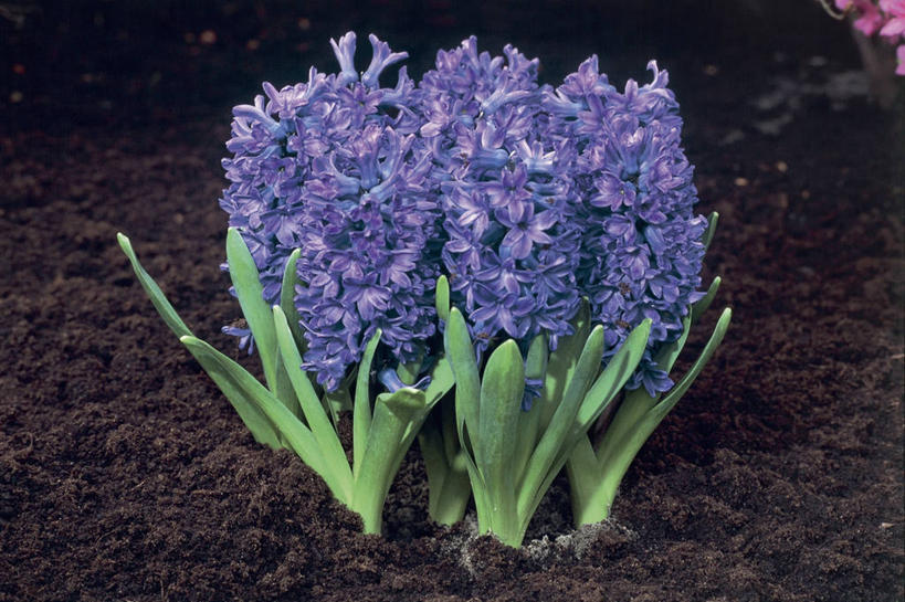 无人,横图,室外,特写,白天,美景,植物,风信子,叶子,景观,花朵,紫色,自然,景色,摄影,生长,生物学,自然风光,彩图,百合科