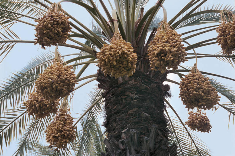 无人,横图,室外,特写,白天,仰视,植物,棕榈树,水果,云,树,树干,摄影,生长,生物学,海枣树,彩图,低角度拍摄