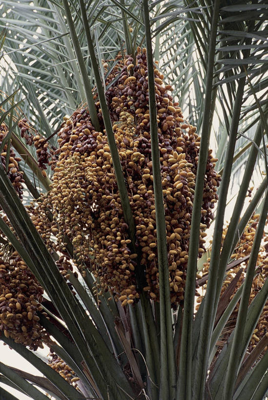 无人,竖图,室外,特写,白天,棕榈树,水果,树,摄影,生长,生物学,海枣树,彩图